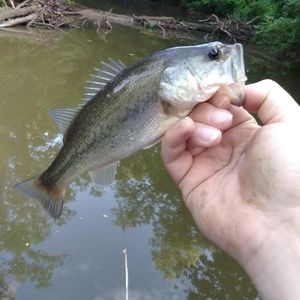 Meet your Posher, Austin